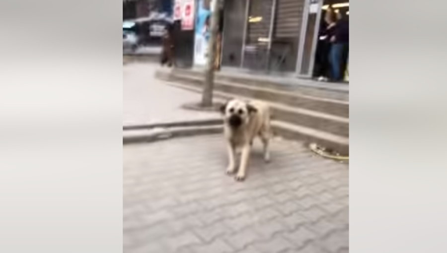 I sulet qytetarit në Prishtinë, por, ky qen në kryeqytet merr këtë reagim