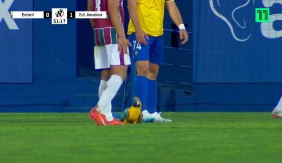 Papagalli ndërpren ndeshjen në Portugali
