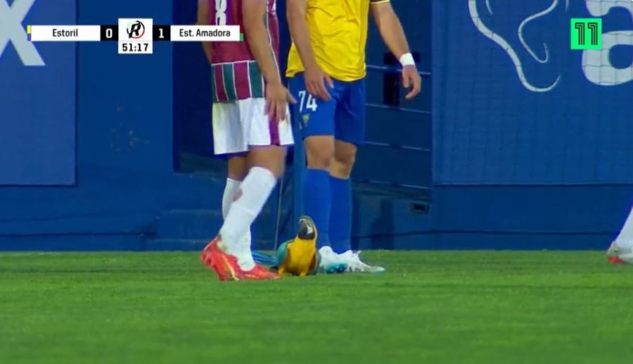 Papagalli ndërpren ndeshjen në Portugali