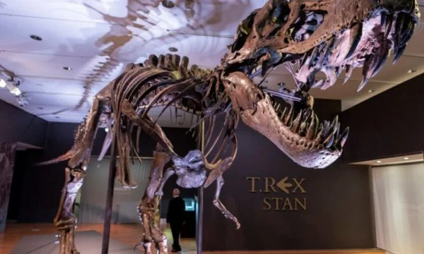 Skeleti i T-rex shitet për 6.2 milionë dollarë