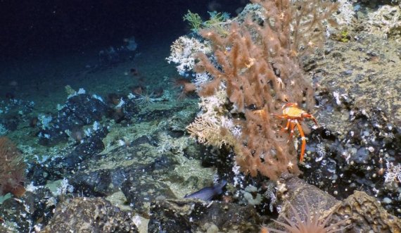 Zbulohet një shkëmb i ri koralor në ishujt Galapagos