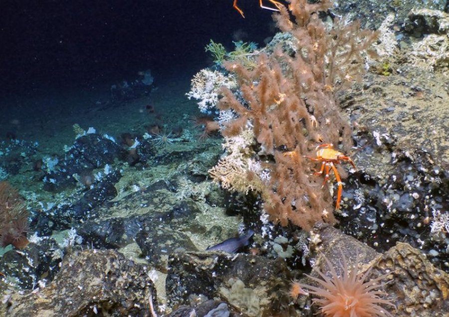 Zbulohet një shkëmb i ri koralor në ishujt Galapagos