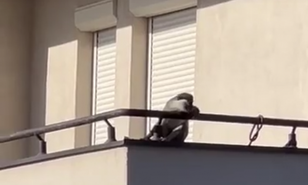 Në Prishtinë një majmun duket në ballkonin e një banese