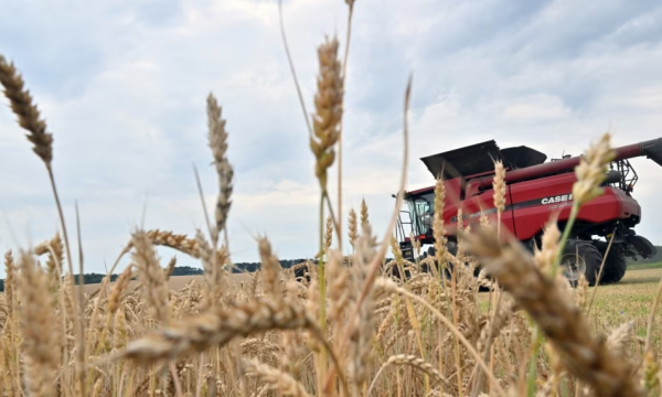 Ukraina dhe Kroacia bien dakord për përdorimin e porteve kroate për eksportin e grurit