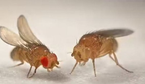 Shkencëtarët kanë identifikuar një shkak gjenetik për lindjen e virgjër te një insekt
