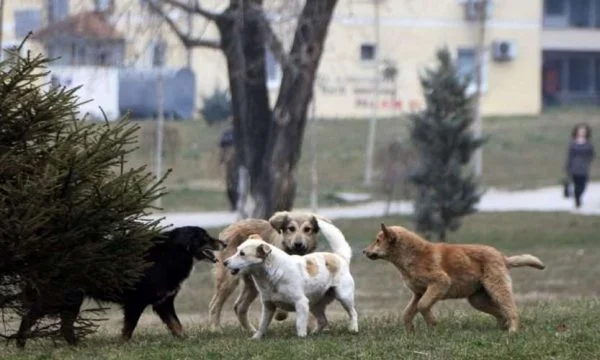 E tmerrshme, një grua shtatzënë sulmohet nga qentë endacakë në Prishtinë