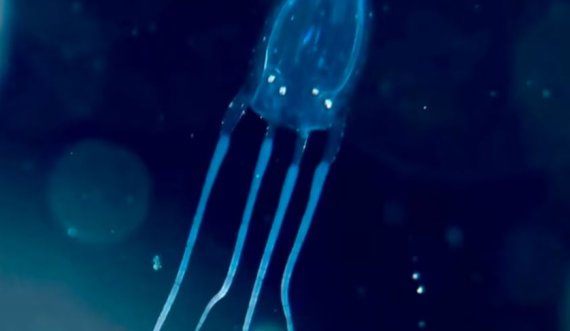 Njihuni me krijesën më të rrezikshme të ujit