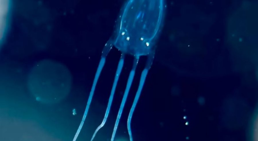 Njihuni me krijesën më të rrezikshme të ujit