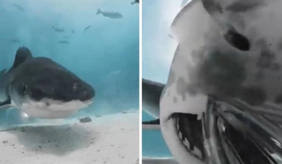 Peshkaqeni gëlltit kamerën e zhytësit