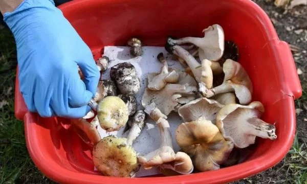 Një shqiptar vdes derisa kishte dalë të mblidhte kërpudha