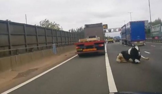 Momenti kur lopa bie nga kamioni në autostradë
