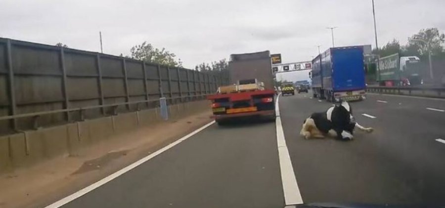 Momenti kur lopa bie nga kamioni në autostradë