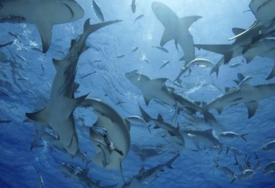 A konsumojnë kokainë peshkaqenët e Floridës?