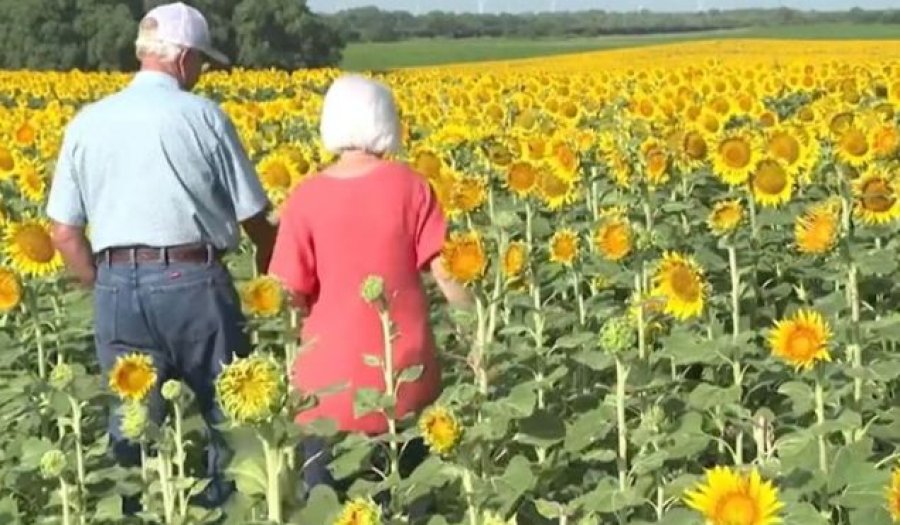 Burri mbjell 1.2 milionë luledielli për të surprizuar gruan