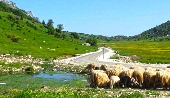 Gjendet i vdekur bariu në  malin e Çajupit 