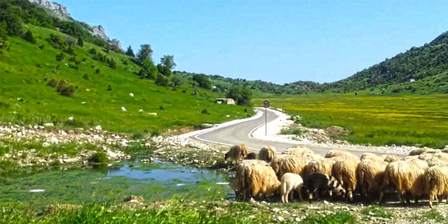 Gjendet i vdekur bariu në malin e Çajupit