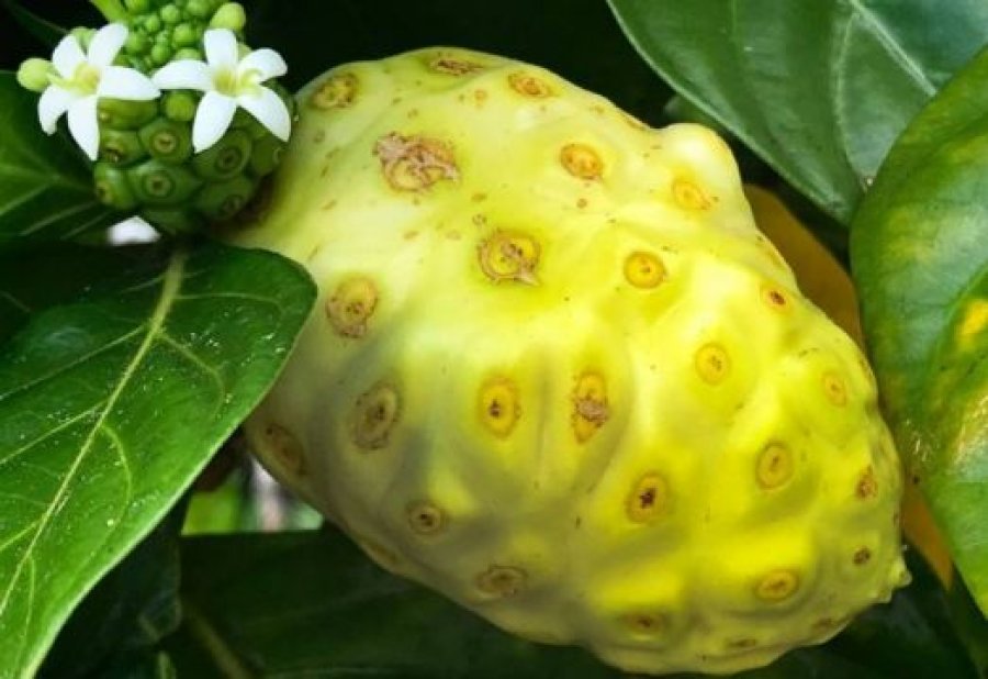 Njihuni me frutin tropikal që përmban veti të shumta ushqyese