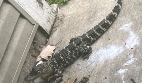 Gruas në Michigan i vjen te dera një krokodil