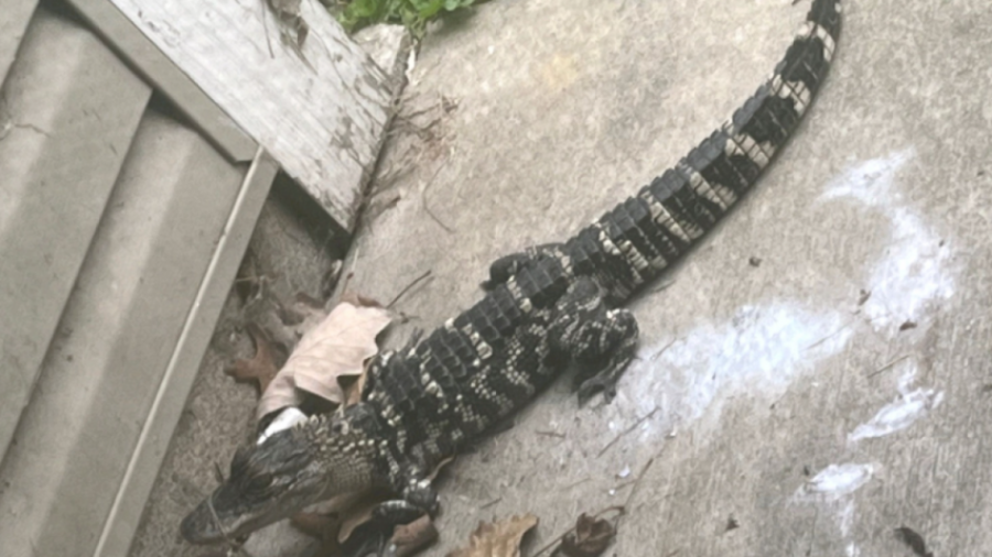 Gruas në Michigan i vjen te dera një krokodil