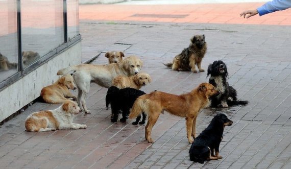 Prishtinë: Sot do të bëhen publikë adoptimet e para të qenve endacakë 