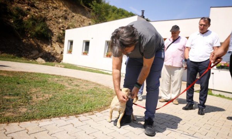 Rama: Qytetarët kanë shprehur interesim për adoptim, qentë endacakë do të pajisen me mikroçip