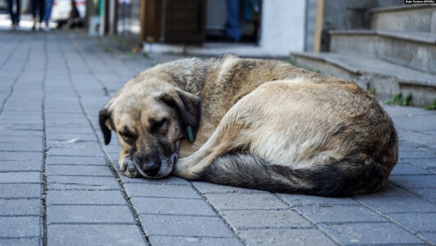 Shkodrani tenton të vrasë qenin endacak, plagos me armë një person