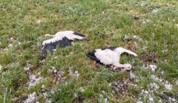 Breshëri “apokaliptik” në Gjermani, vret shpendë dhe kafshë 