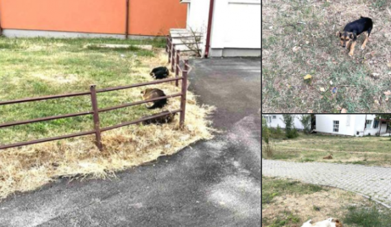 Spitali në Pejë bën apel për largimin e qenve endacak në oborrin e këtij spitali 