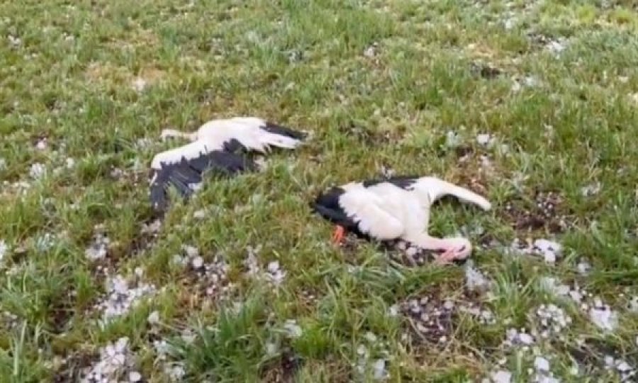 Breshëri “apokaliptik” në Gjermani, vret shpendë dhe kafshë 