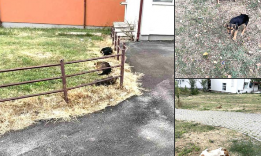 Spitali në Pejë bën apel për largimin e qenve endacak në oborrin e këtij spitali 