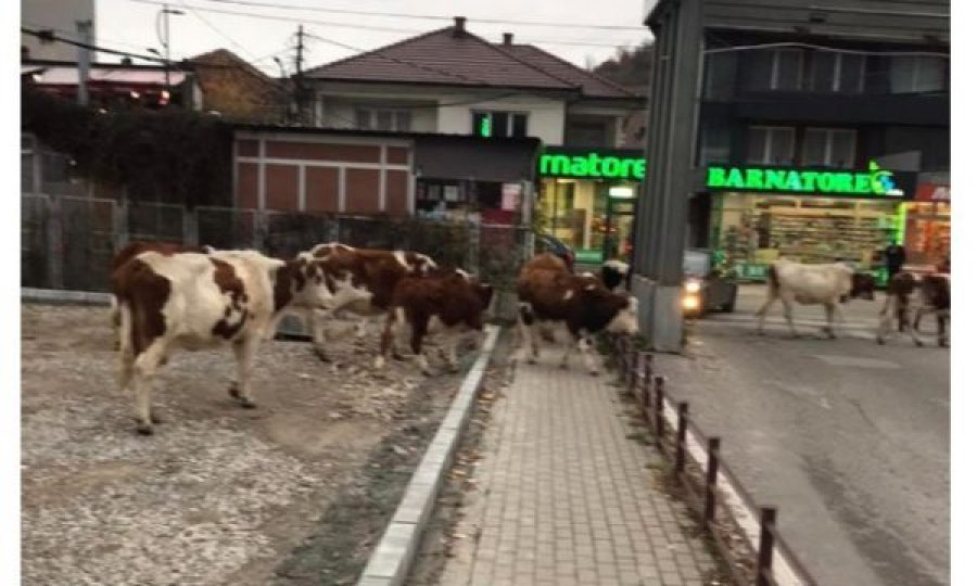 Oborri i Spitalit të Pejës mbushet me lopë, 