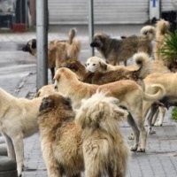 Qentë endacakë sulmojnë një grua në oborrin e QKUK-së