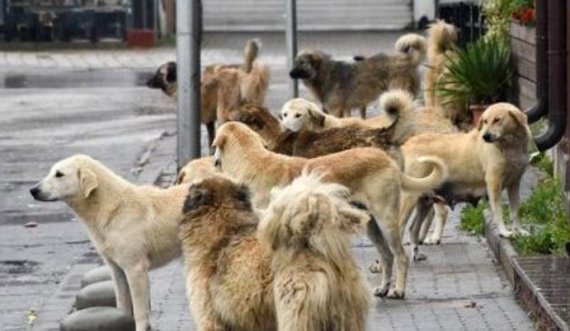 Komuna e Prishtinës: Deri tani kemi trajtuar mbi 3 mijë raste me qentë endacakë