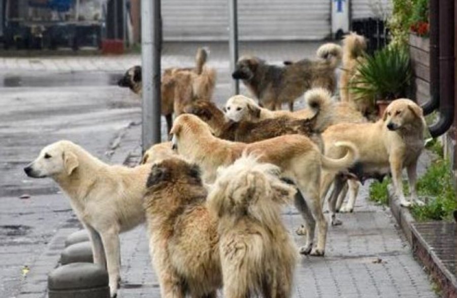 Komuna e Prishtinës: Deri tani kemi trajtuar mbi 3 mijë raste me qentë endacakë