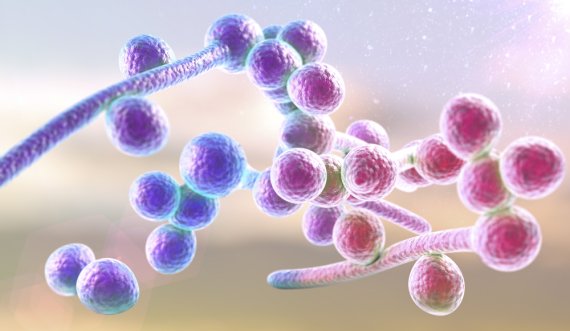 Receta kundër kandidës