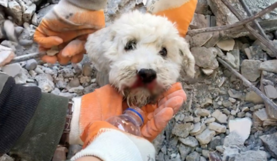Prekëse: Qeni gjendet afër pronarit të vdekur 6 ditë pas tërmetit