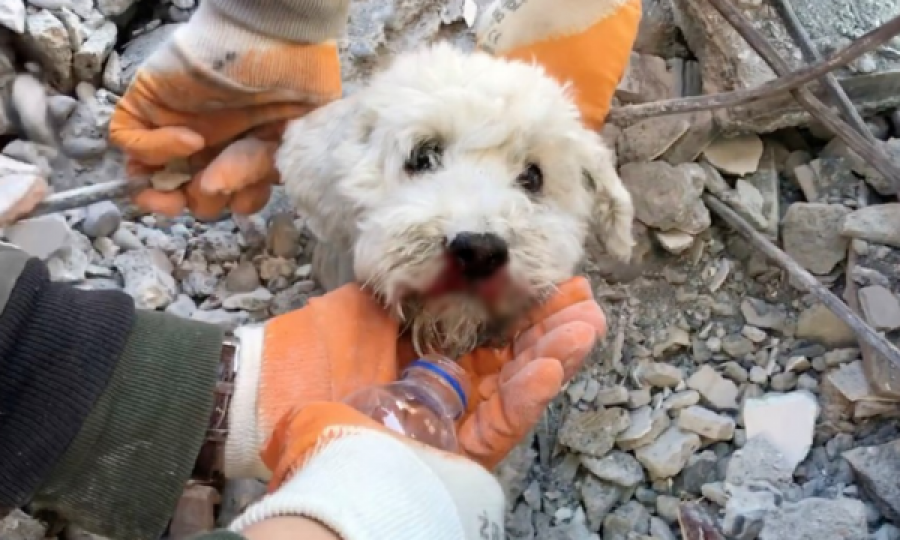 Prekëse: Qeni gjendet afër pronarit të vdekur 6 ditë pas tërmetit