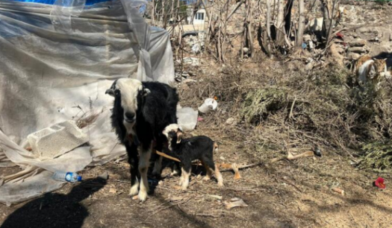 Kjo ishte mrekullia befasuese, qengji lindi pak pas tragjedisë në Turqi, ia lanë emrin “Tërmet”