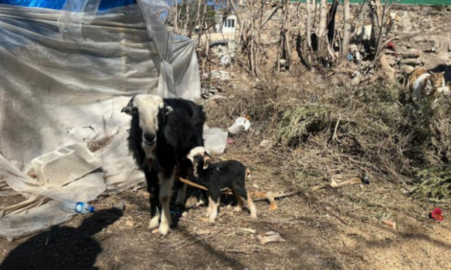 Kjo ishte mrekullia befasuese, qengji lindi pak pas tragjedisë në Turqi, ia lanë emrin “Tërmet”