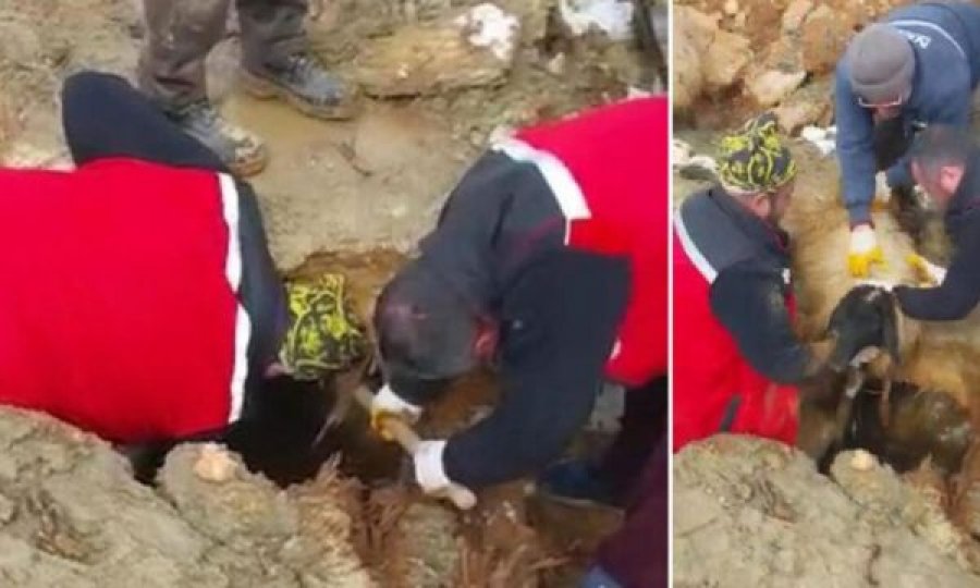Dy dele dhe një qengj u nxorën të gjallë nga rrënojat 322 orë pas tërmetit në Turqi, qengji u emërua “Shpresa” nga ekipi