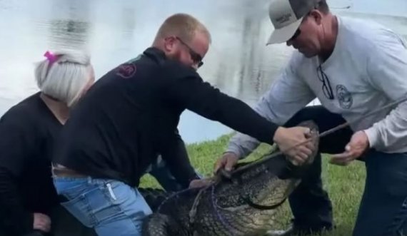 E moshuara vritet nga nje aligator
