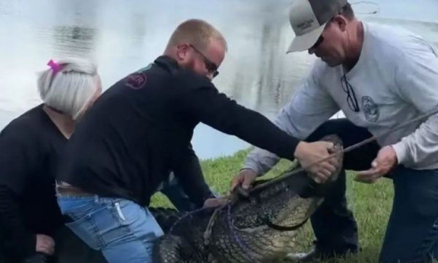 E moshuara vritet nga nje aligator