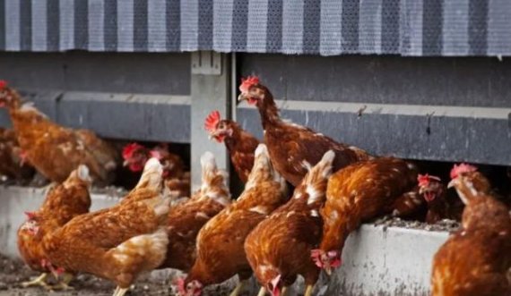 Parandalohet kontrabandimi i 750 pulave nga Serbia