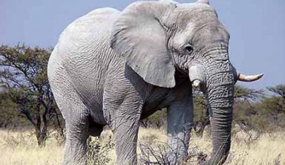 Elefantët vrasin një burrë 53-vjeçar
