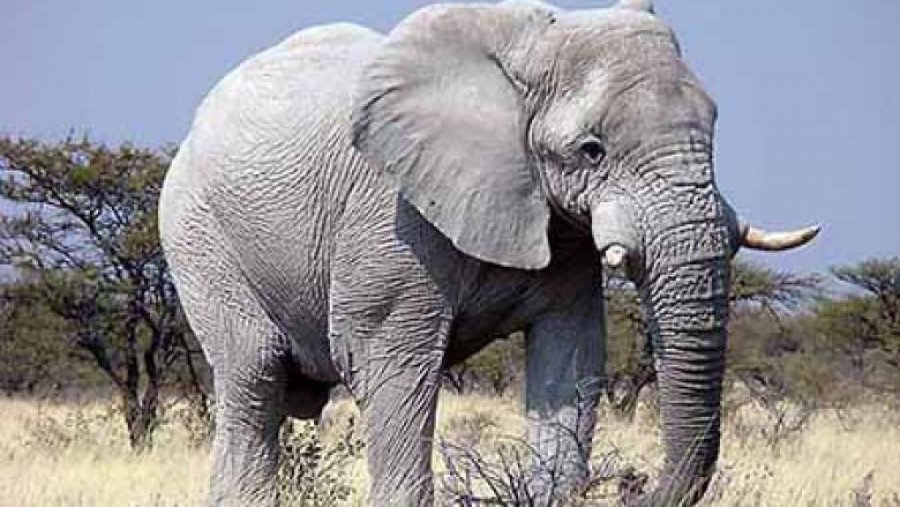 Elefantët vrasin një burrë 53-vjeçar