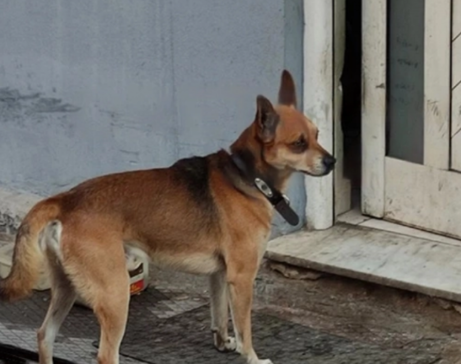 Qeni pret jashtë derës së shtëpisë për pronarin e vdekur