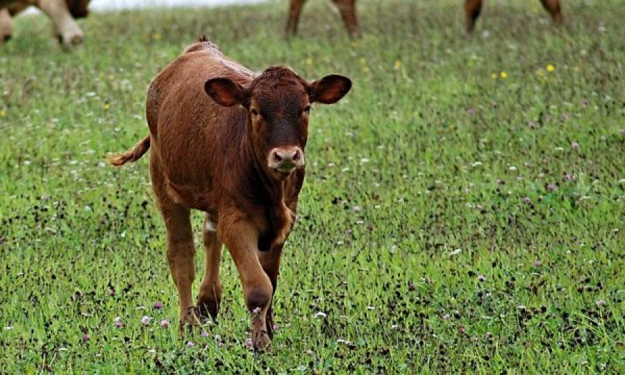 E dhimbshme: Viçi mbytet nga vërshimet në Skenderaj