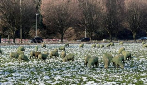 Në Zvicër disa dele kanë ngjyrë të gjelbërt, kjo është arsyeja