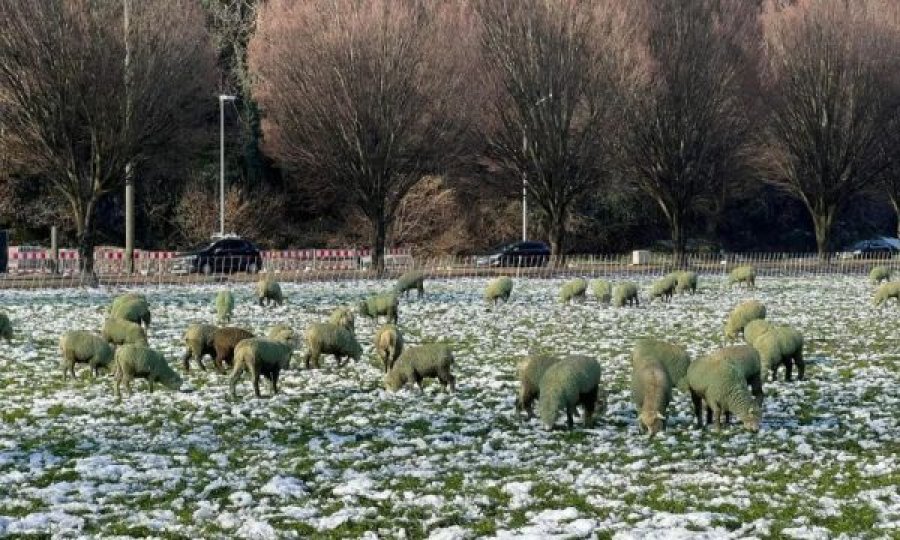 Në Zvicër disa dele kanë ngjyrë të gjelbërt, kjo është arsyeja