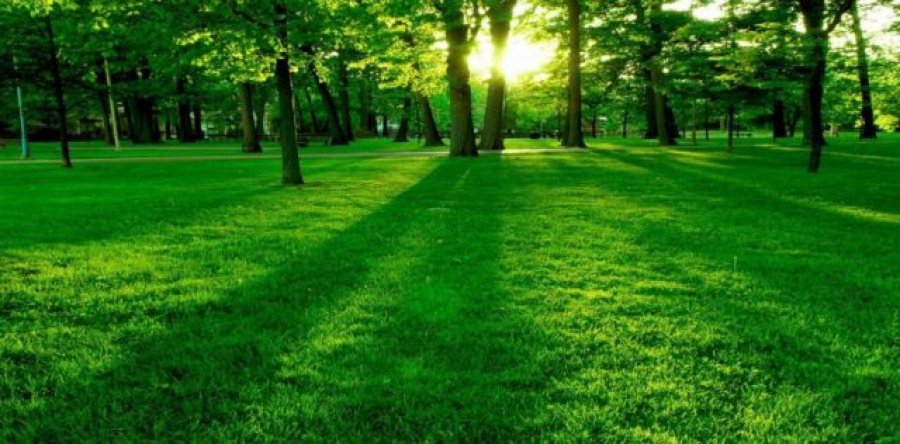 Gjelbërimi, i dobishëm për shëndetin mendor